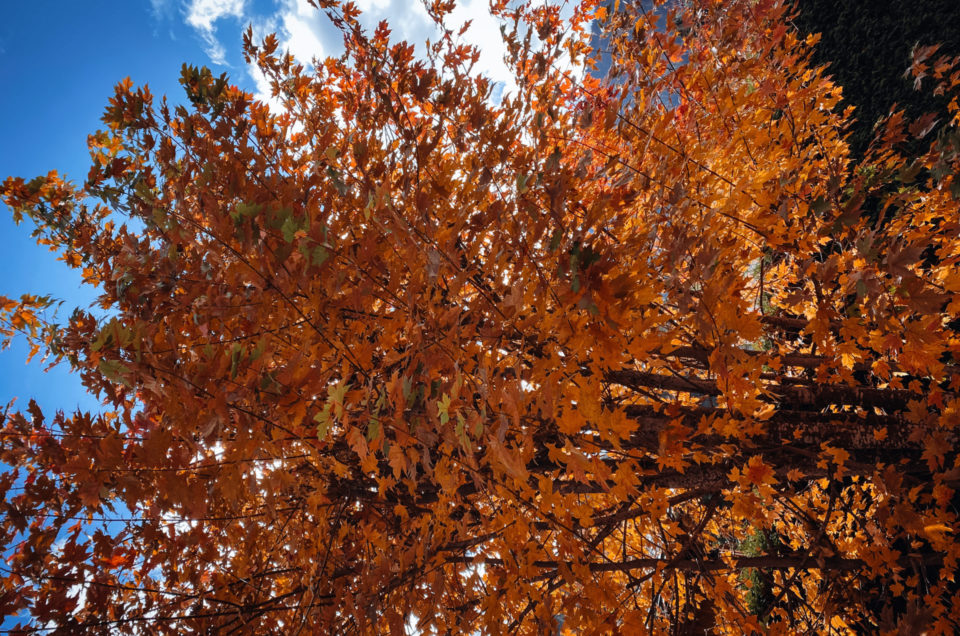 L’automne : la saison de la déco et de l’encadrement des photos